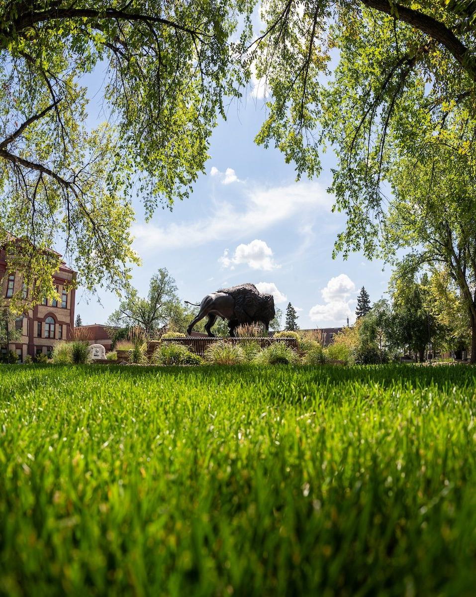 新大校园里野牛雕像的照片